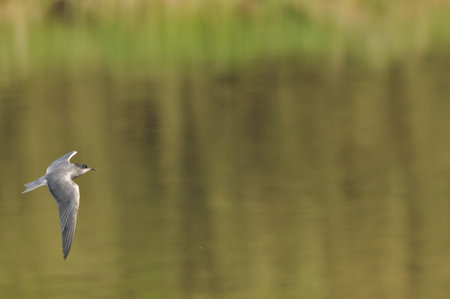A black tern flying over the river and hunting for insects and small fish swimming in the water.
