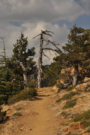 A winding rocky path leads through tall green trees and weathered branches on a mountainside. Clouds drift overhead, reflecting the tranquil setting of nature during the day.の写真素材