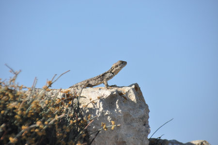 A small lizard stands on a sunlit rock, observing its surroundings in a wild, open area. The clear blue sky adds to the peaceful atmosphere of the scene.の写真素材