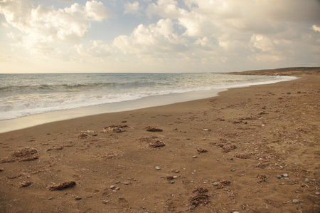Gentle waves wash up on a quiet sandy beach, with scattered seaweed and pebbles visible on the shore. The sky is filled with soft clouds, creating a tranquil atmosphere.の写真素材