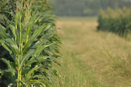 Tall corn plants line each side of a narrow dirt path in a rural area. The bright sunlight and green...