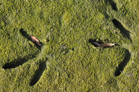 Footprints are visible on a lush, mossy ground, with a few scattered dried leaves nearby. The scene...