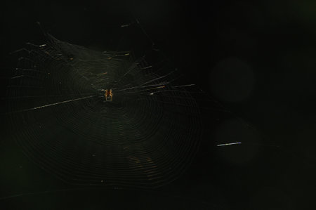 A spider skillfully creates its intricately web in a dimly lit garden as twilight sets in. The delicate threads glisten softly against the fading light, showcasing nature's artistry.の写真素材