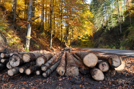 Stacks of freshly cut logs line a rural road, offering a striking contrast against the colorful foliage of autumn. The golden and orange leaves create a warm atmosphere.の写真素材