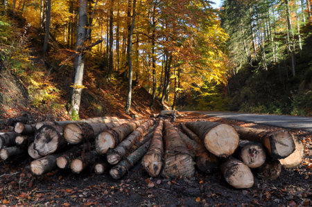 Logs are neatly stacked alongside a narrow road, framed by vibrant autumn leaves. The forest is alive with warm colors under the clear sky, creating a peaceful scene.の写真素材