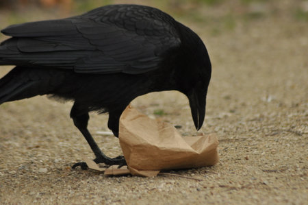 A crow bends down to inspect crumpled brown paper lying on a dirt path. The scene captures the bird in a natural habitat, showing its curiosity and scavenging behavior.の写真素材