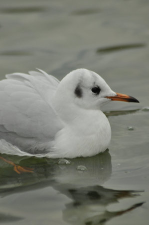 A seagull with white feathers and a distinct black patch by its eye floats on calm water under a...