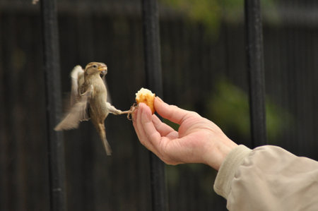 A small sparrow is flying towards a person's hand to take a piece of bread. The setting is a garden, surrounded by a fence, with greenery in the background.の写真素材