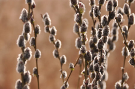 Delicate catkins hang from slender branches, providing a glimpse of nature's beauty. The scene...