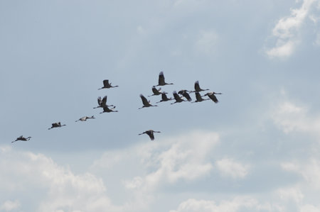 A large flock of cranes flies gracefully in a V formation against a bright blue sky with fluffy...