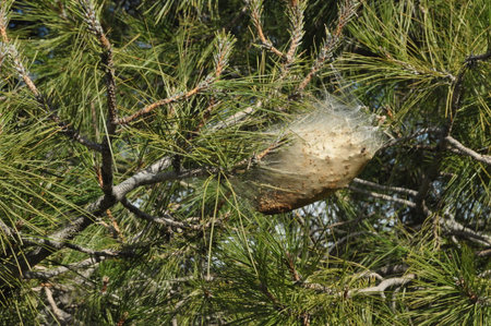 A large caterpillar nest is nestled among the green needles of a pine tree. Sunlight filters through...