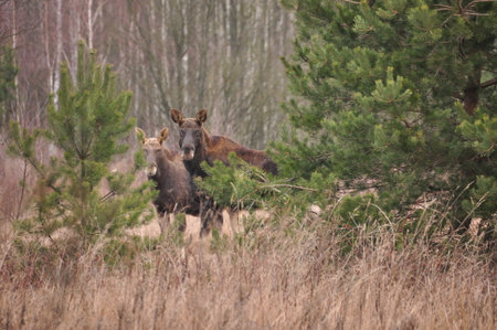 Two moose stand among the trees in a forested area, surrounded by tall grass and shrubs. The scene captures the peacefulness of wildlife in their natural habitat.の写真素材