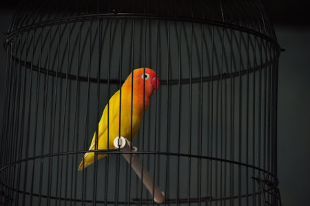 A bright lovebird with orange and yellow feathers sits on a perch inside a black cage. The setting...