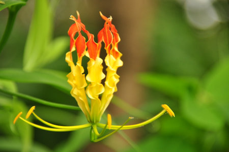 A striking Gloriosa Lily stands out in a tropical garden, its unique red and yellow petals curling elegantly. The lush green foliage provides a vibrant backdrop on a sunny summer day.の写真素材
