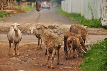 A flock of sheep grazes near a dirt road in a rural area during early morning. Some sheep stand closer to the road while others explore the grass, creating a peaceful rural scene.の写真素材