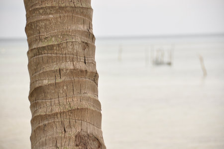 A tall palm tree stands on a tranquil beach, with clear waters lapping gently nearby. The calm atmosphere and natural beauty create a peaceful scene perfect for relaxation.の写真素材