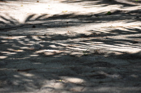 Sunlight filters through leaves, creating intricate shadows on a sandy path. The scene captures the...