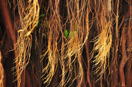 Long, thin roots dangle from the branches of a tree in a vibrant tropical forest. Sunlight filters...