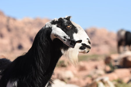 A black and white goat stands prominently in a rocky area, gazing into the distance under a clear blue sky. The landscape features gentle hills and distant rocks.の写真素材
