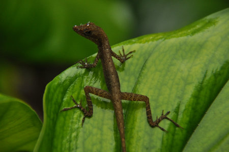 A small brown lizard is perched on a vibrant green leaf, blending into its lush tropical surroundings. The sunlight highlights its scales and details.の写真素材