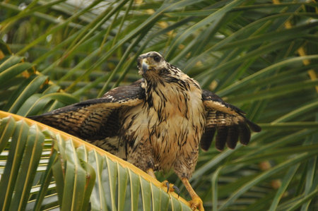 A majestic bird of prey with outstretched wings rests on the leaves of a palm tree. The scene captures the beauty of nature in a tropical environment under bright sunlight.の写真素材