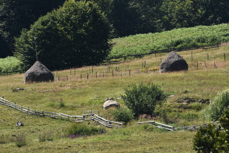 Two round haystacks stand in a green field surrounded by vibrant grass and shrubs. The scene captures a peaceful rural area under clear blue skies.の写真素材