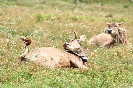 Two cows relax on a grassy field, enjoying the warm sunlight. Wildflowers surround them, creating a serene rural scene on a bright day.の写真素材