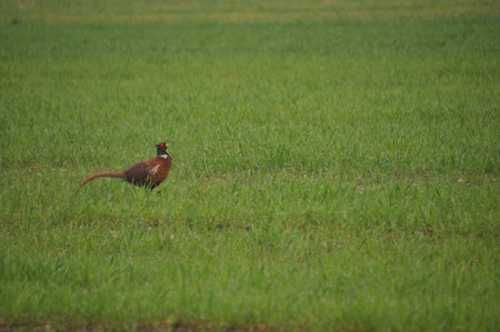 A vibrant pheasant with striking plumage roams across a lush green field under a cloudy sky. The...