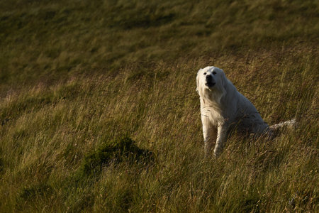 A golden retriever sits peacefully in a sunlit field of tall grass during a warm afternoon. The dog...