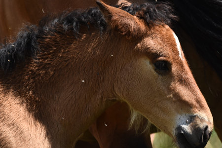 A young foal rests in a peaceful meadow under the sun, accompanied by other horses. The serene...