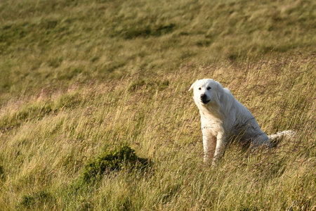 A dog sits calmly in a lush green field, basking in the sunlight. The dog appears joyful and...