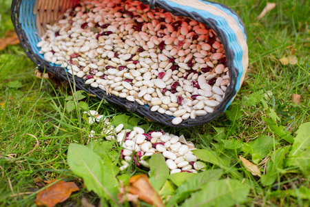 haricot beans in basket on green grassの写真素材