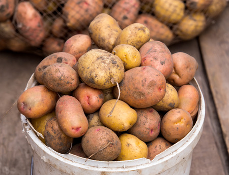 Fresh harvested potatoes in pail on a rough wooden palette.の写真素材
