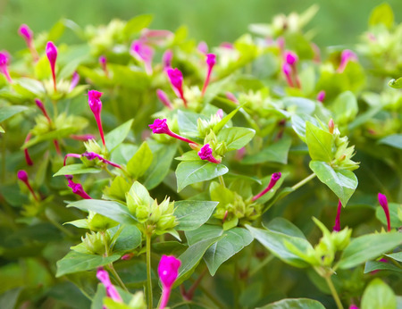 purple flower bells in the green gardenの写真素材
