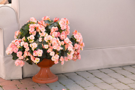 begonia flower in flowerpot outdoorの写真素材