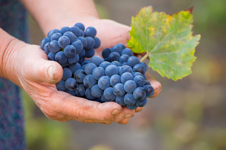 Close up of the hands of a vintner or grape farmer inspecting the grape harvestの写真素材