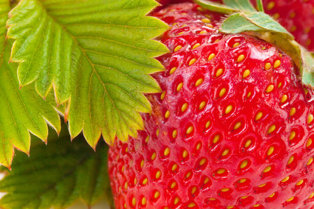 fresh one strawberry with leaf isolated on whiteの写真素材