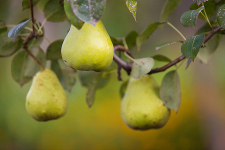green, yellow pears on pear tree branchの写真素材