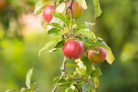 Red apples on apple tree branch