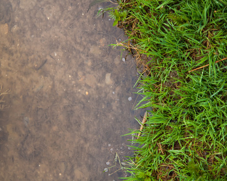 grass near waterの写真素材