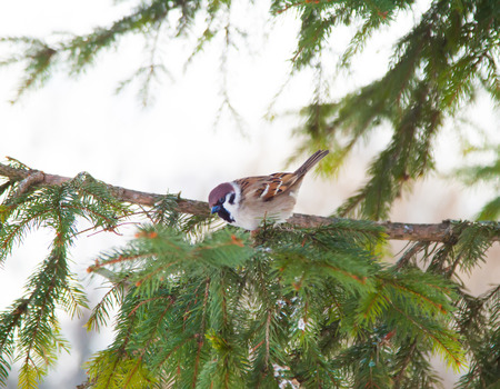 bird on winter treeの写真素材
