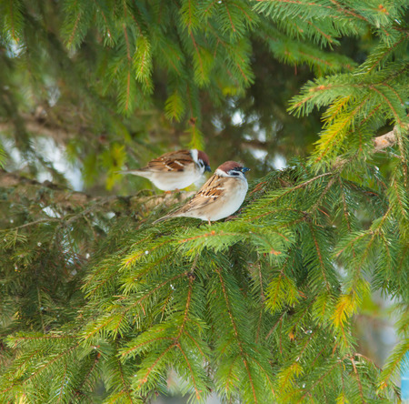 birds on winter treeの写真素材