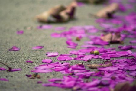 Fallen flower petals on a sidewalk.の写真素材