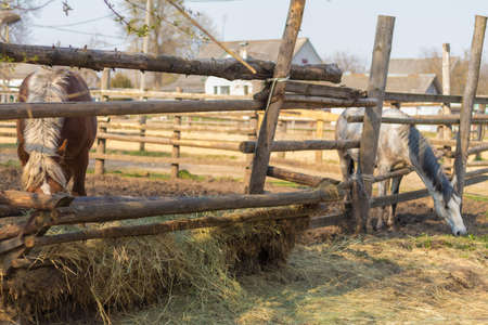Horses grazing in a ranch penの写真素材