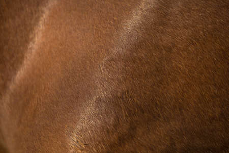 The texture of the skin and wool of a pig, horse, cow, sheep. Background for design.の写真素材