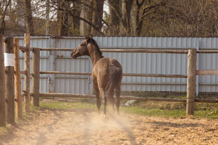 Horses grazing in a ranch pen