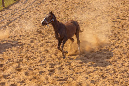 A pair of horses are jumping in the paddock on the ranch.