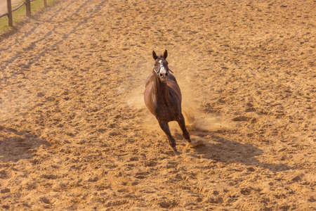 A pair of horses are jumping in the paddock on the ranch.の写真素材