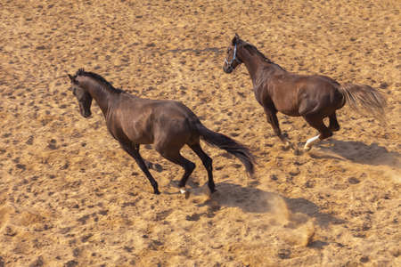 A pair of horses are jumping in the paddock on the ranch.の写真素材