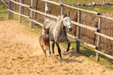 A horse with a foal running along the sand in a paddock on a ranch